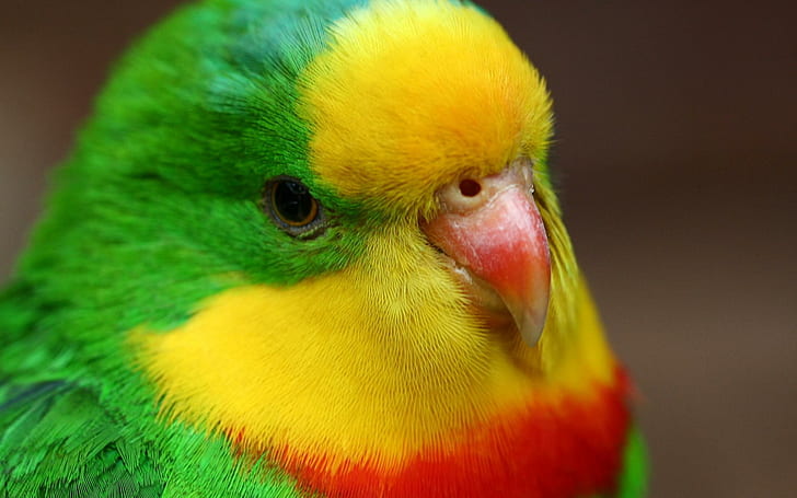 Nahe Vogel-Tier-Papageien-Galerie, grüner gelber und roter Vogel, Vögel, Tiere, nah, Galerie, Papageien, HD-Hintergrundbild