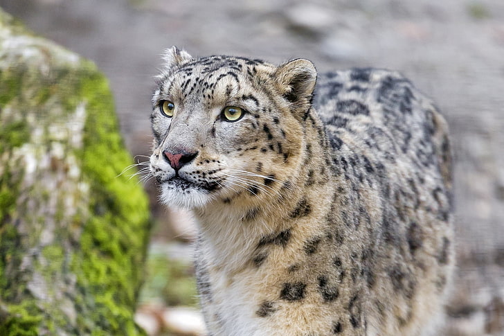 léopard noir et marron, léopard, léopard des neiges, chat sauvage, prédateur, museau, Fond d'écran HD