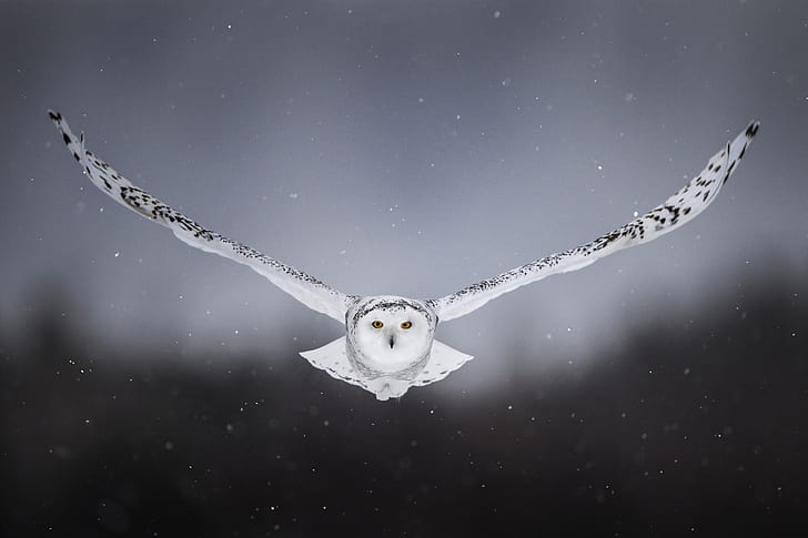 snow, background, owl, bird, wings, flight, snowy owl, white owl, HD wallpaper