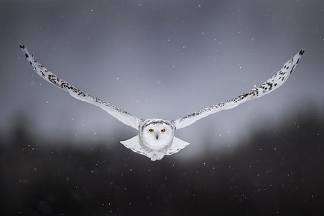 neve, fundo, coruja, pássaro, asas, voo, coruja, coruja branca, HD papel de parede HD wallpaper