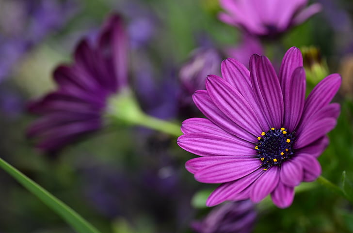 selective focus photography of purple daisy, osteospermum, osteospermum, Osteospermum, selective focus, photography, purple, daisy, Flower, macrophotography, Tokina, AF, f/2.8, Macro, nature, plant, summer, close-up, petal, beauty In Nature, HD wallpaper
