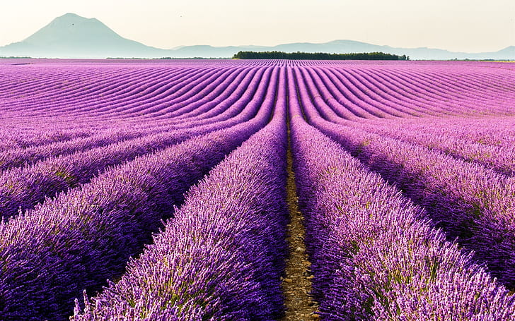 Valensole, Provence, ฝรั่งเศส, ดอกไม้สีม่วง, ทุ่งลาเวนเดอร์, Valensole, Provence, ฝรั่งเศส, สีม่วง, ดอกไม้, ลาเวนเดอร์, ฟิลด์, วอลล์เปเปอร์ HD