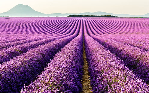 Valensole, Provence, Prancis, bunga ungu, bidang lavender, Valensole, Provence, Prancis, Ungu, Bunga, Lavender, bidang, Wallpaper HD HD wallpaper