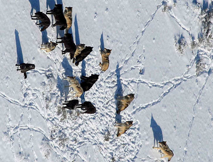 Foto de la manada de lobos.Crédito Daniel Stahler en el Parque Nacional, manada de lobos, animales, naturaleza, manada, nieve, lobos, lobo, invierno, foto, Fondo de pantalla HD