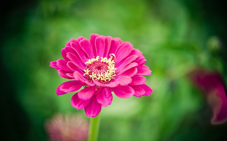 ดอกไม้สวย ๆ - พืชวอลเปเปอร์ HD ภาพ, วอลล์เปเปอร์ HD