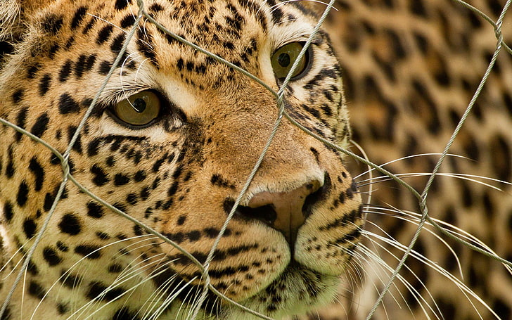 brown leopard, leopard, mesh, spotted, predator, HD wallpaper
