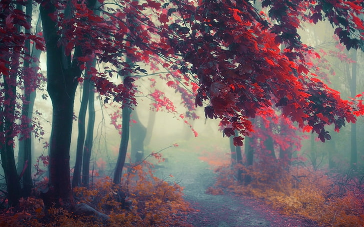pohon maple, alam, lanskap, jalan, kabut, pohon, jatuh, semak, hutan, daun, warna-warni, atmosfer, Wallpaper HD