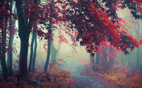 klon, przyroda, krajobraz, ścieżka, mgła, drzewa, jesień, krzewy, las, liście, kolorowy, atmosfera, Tapety HD HD wallpaper