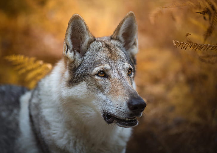 jesień, spojrzenie, twarz, liście, natura, tło, wilk, portret, pies, paproć, przystojny, bokeh, wilk pies to odszedł sarloos, Tapety HD