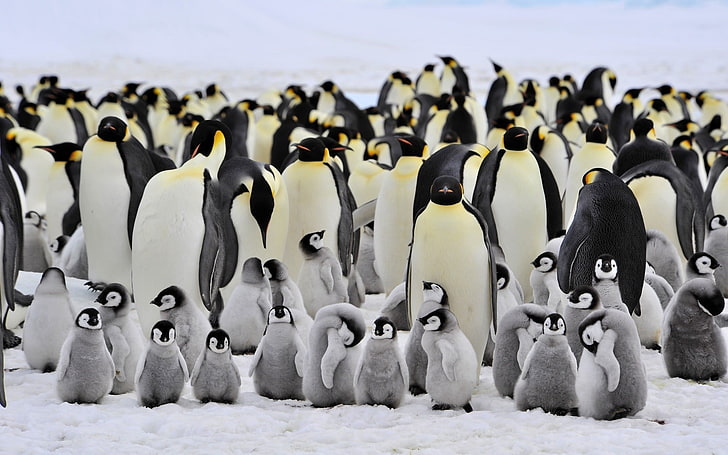 hewan, penguin, burung, binatang bayi, Wallpaper HD