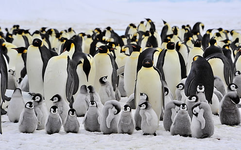 animales, pingüinos, pájaros, crías de animales, Fondo de pantalla HD HD wallpaper