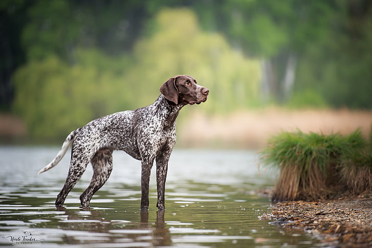 Dogs, German Shorthaired Pointer, Pet, HD wallpaper