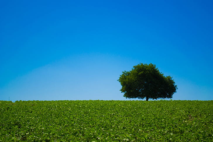 landscape photography of tree on field under blue sky, alone, landscape photography, tree, field, blue sky, nature, blue, sky, summer, meadow, outdoors, green Color, rural Scene, season, grass, plant, springtime, backgrounds, HD wallpaper
