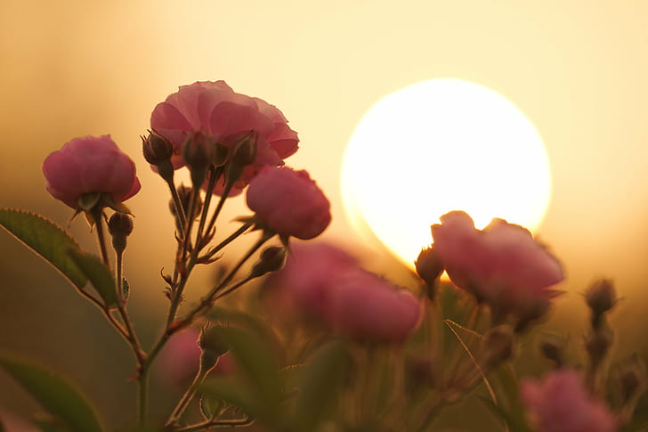 photographie de gros plan de rose rose, coucher de soleil, fleur, photographie de gros plan, rose rose, lumière du soleil, fleurs, nature, fleur, été, plante, printemps, beauté Dans la nature, Fond d'écran HD