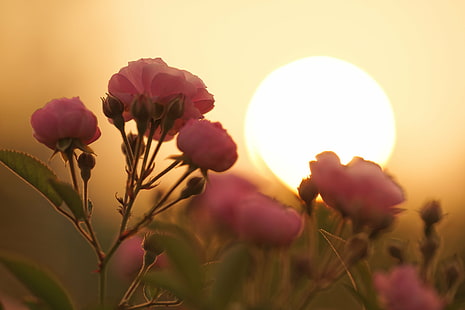 closeup photography of pink rose, sunset, blossom, closeup photography, pink rose, sunlight, flowers, hong kong, nature, flower, summer, plant, springtime, beauty In Nature, HD wallpaper HD wallpaper