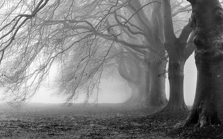 grayscale photo of bare trees, trees, branches, fog, photo, background, branch, Wallpaper, white, black, wallpapers, HD wallpaper