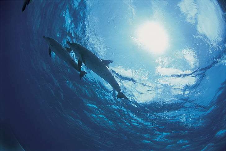 dolphins, bottom, ocean, HD wallpaper
