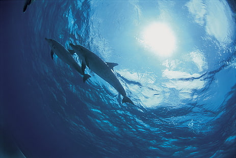 dolphins, bottom, ocean, HD wallpaper HD wallpaper