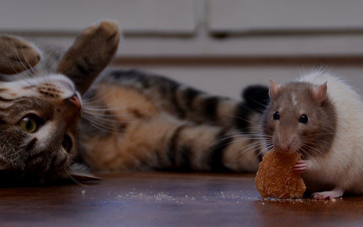 gray and brown mouse, rat, cookie, cat, playful, HD wallpaper
