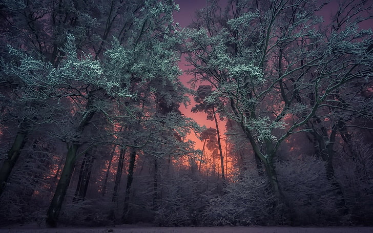 غابة أثناء تصوير الساعة الذهبية ، الشتاء ، المناظر الطبيعية ، الطبيعة ، الأشجار ، الخشب، خلفية HD