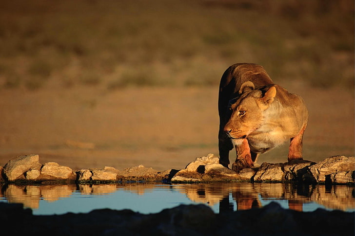 brown lioness, lion, water, thirst, predator, big cat, HD wallpaper