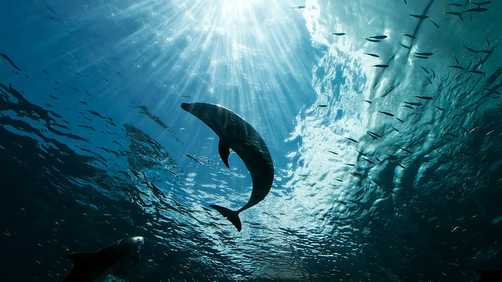 Делфини във водна дълбочина, ДЪЛБОЧИНА НА ВОДАТА, лъчи, светлина, Море, океан, стадо, плитчини, риби, делфини, силует, контури, контури, HD тапет