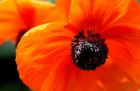 braune und schwarze Blume, schwarze Blume, Makro, Orange, Natur, Blume, Blütenblatt, Pflanze, Gelb, Nahaufnahme, Schönheit in der Natur, Blüte, Sommer, HD-Hintergrundbild HD wallpaper