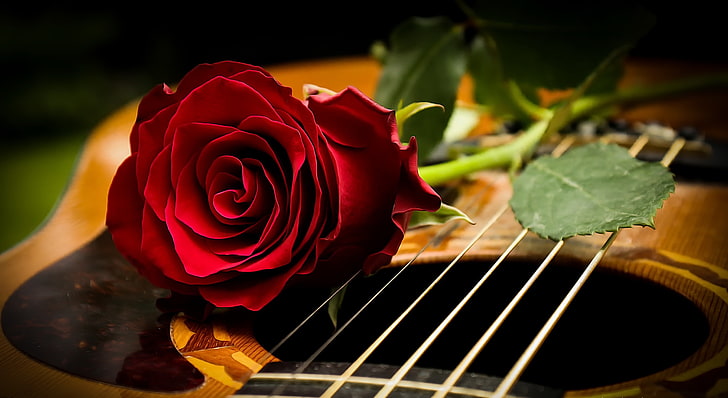 instrument muzyczny, róża, kwiaty, gitara, czerwone kwiaty, Tapety HD