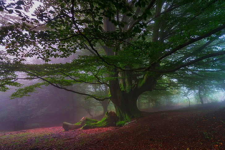 albero a foglie verdi, natura, paesaggio, alberi, colline, foglie, nebbia, foresta, mattina, muschio, Spagna, Sfondo HD