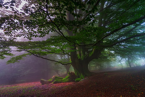 grünblättriger Baum, Natur, Landschaft, Bäume, Hügel, Blätter, Nebel, Wald, Morgen, Moos, Spanien, HD-Hintergrundbild HD wallpaper