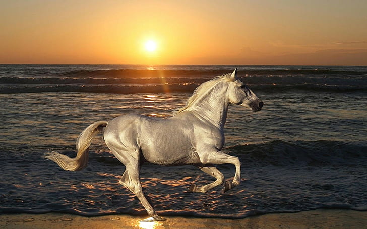 Horse Sunset Beach HD, животни, залез, плаж, кон, HD тапет