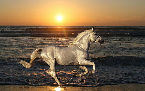 Horse Sunset Beach HD, animales, puesta de sol, playa, caballo, Fondo de pantalla HD HD wallpaper