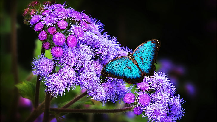 butterfly, blue butterfly, purple flowers, flower, darkness, blue morpho, morpho, morpho butterfly, HD wallpaper
