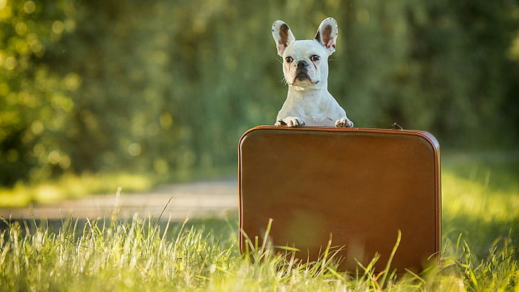 dog, funny, cute, dog breed, french bulldog, grass, snout, meadow, grassland, lawn, bulldog, suitcase, HD wallpaper