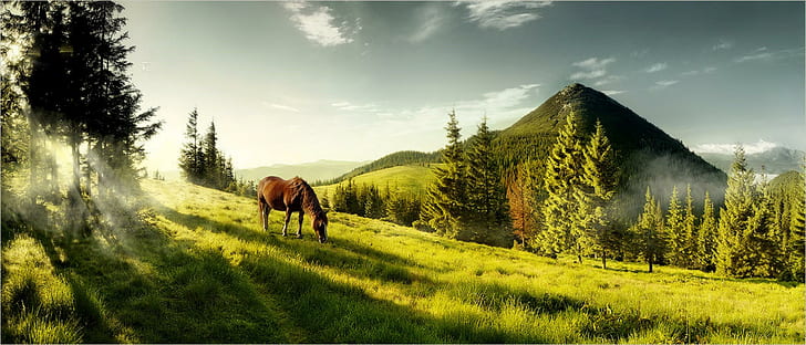 Morning Graze, trees, field, mist, sun rays, mountains, pastures, horse, animals, HD wallpaper