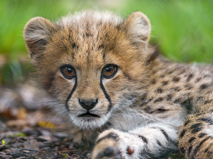 кот, взгляд, лицо, гепард, детёныш, котёнок, © Tambako The Jaguar, HD обои