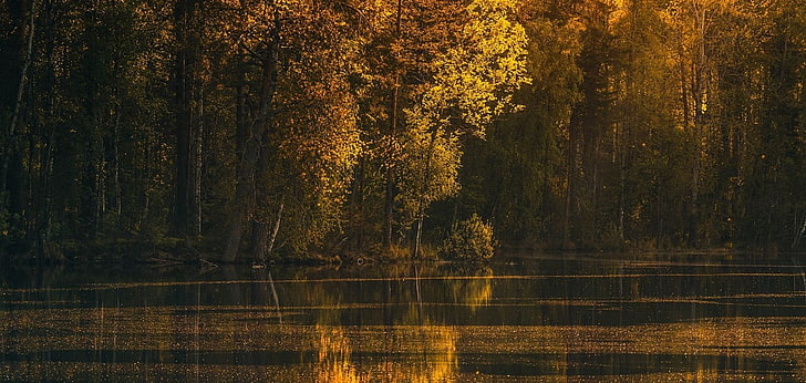 brown trees, green leaf trees beside body of water, photography, landscape, nature, lake, forest, fall, trees, reflection, calm waters, sunset, yellow, leaves, HD wallpaper