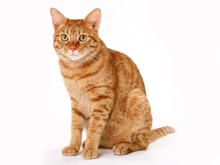 orange tabby cat, cat, red, sit, HD wallpaper