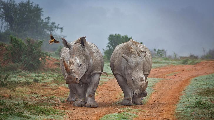 Rinoceronte, África do Sul, buff Starling, Amakhala Game Reserve, HD papel de parede