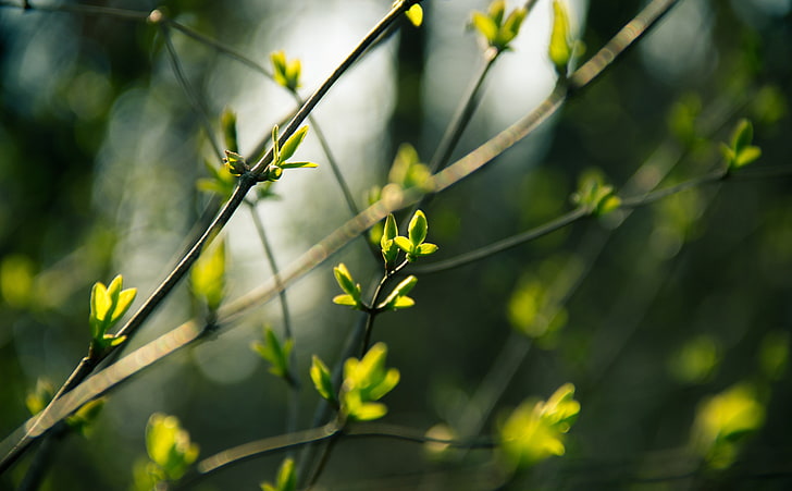 Fresh Leaves, green leafed plant, Aero, Fresh, Nature, Spring, Green, Garden, Leaves, Tree, Young, Life, Bright, Plant, Branch, Season, Growth, ecology, bokeh, floral, Botanical, HD wallpaper