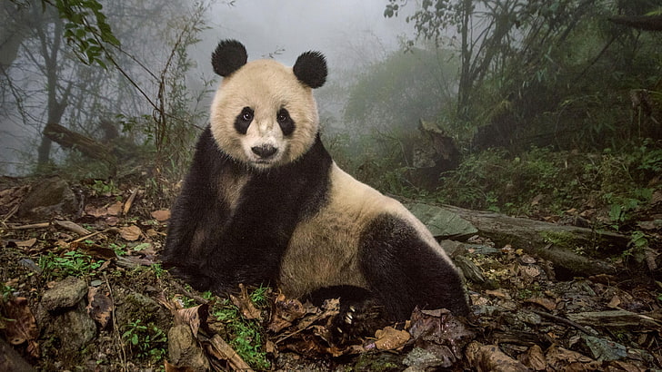 fauna silvestre, China, Wenchuan, Sichuan, Wolong, reserva natural de panda gigante, reserva natural nacional de Wolong, bosque, selva, panda gigante, oso panda, panda, desierto, fauna, oso, animal terrestre, mamífero, Fondo de pantalla HD