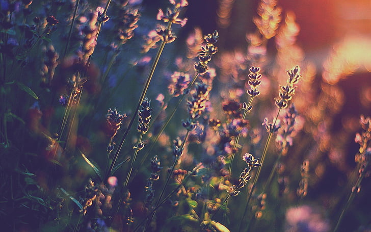 Flowers, Flower, Bokeh, Lavender, Light, HD wallpaper