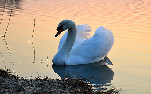Swan, Lake, Sunset, Bird, HD wallpaper HD wallpaper