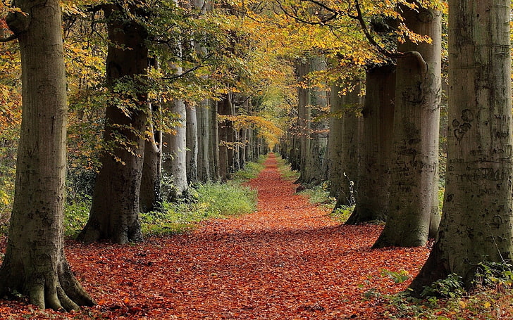 yellow leafed trees, nature, landscape, red, trees, leaves, path, fall, HD wallpaper