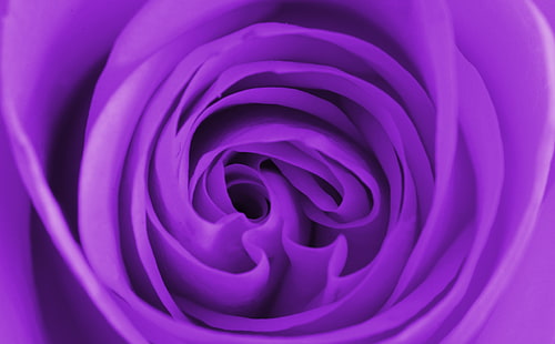 Purple Rose Macro, Aero, Macro, Nature, Flower, Purple, Summer, Spring, Color, Garden, Pink, Design, Plant, Petal, Decoration, Lilac, Blossom, Bloom, bouquet, Natural, purple flower, Violet, floral, Botanical, HD тапет HD wallpaper