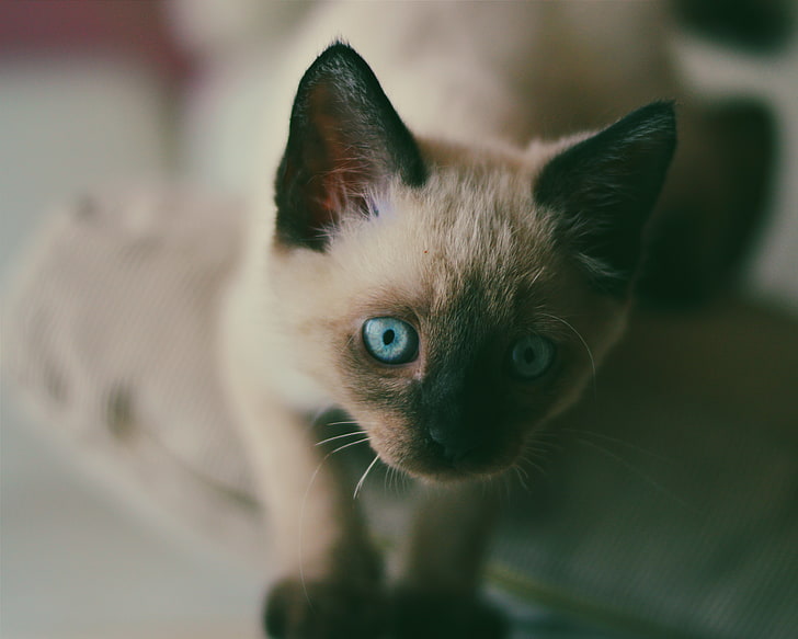 brown and black fur cat, kitten, siamese, muzzle, blue-eyed, HD wallpaper