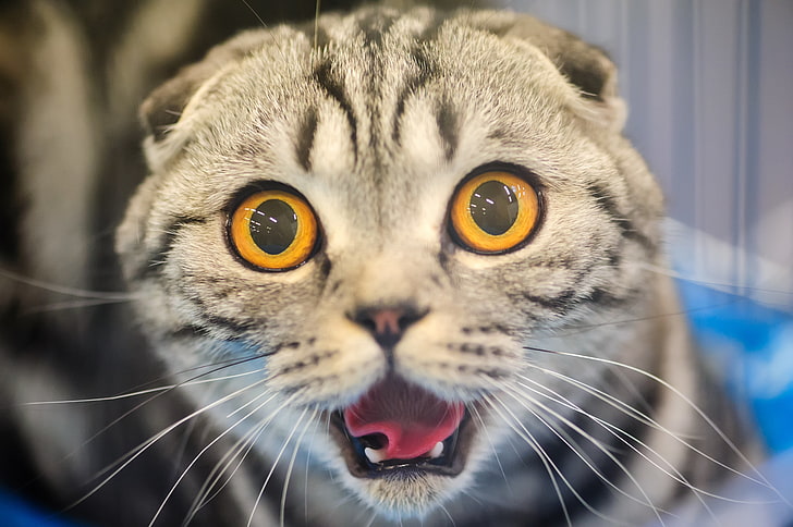 серый полосатый кот, кошка, лицо, испуг, ужас, глаза, HD обои