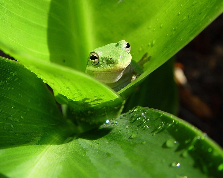 зеленая лягушка, лягушка, листья, капли, влага, морда, HD обои