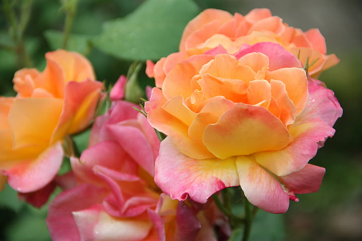オレンジとピンクの花びらの花、ラベルセゾン、デ、クローズアップ写真、オレンジ、ピンク、花、ゴールデン、アチーブメント、自然、植物、ピンク色、花びら、クローズアップ、花の頭、自然の美しさ、赤、 HDデスクトップの壁紙