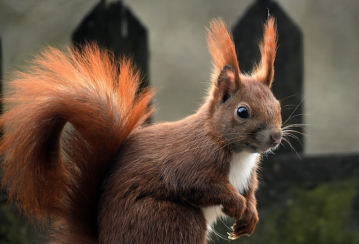 squirrel, tail, close-up, rodent, Animal, HD wallpaper